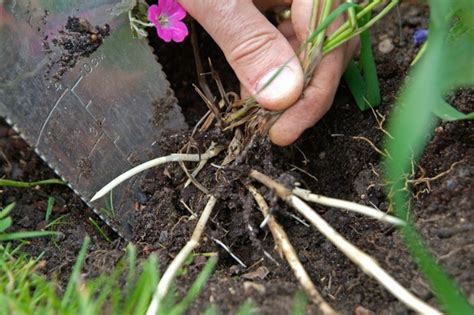 Five Ways To Eradicate Weeds Bbc Gardeners World Magazine