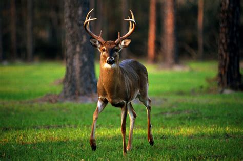 How To Hunt Whitetail Deer In Each Phase Of The Rut Florida Sportsman