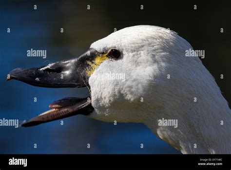 Duck Bill Closeup Hi Res Stock Photography And Images Alamy