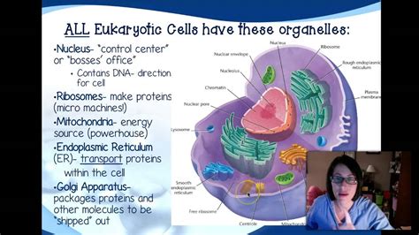 Each mitochondrion has an outer lipid. Eukaryotic cell organelles - YouTube