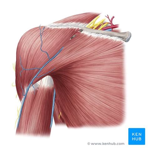 Diagram of shoulder anatomy showing the acromioclavicular (ac) articulation and glenohumeral a healthy shoulder allows a wide range of motion that encompasses activities of everyday living as well. Shoulder muscles : Anatomy and functions | Kenhub