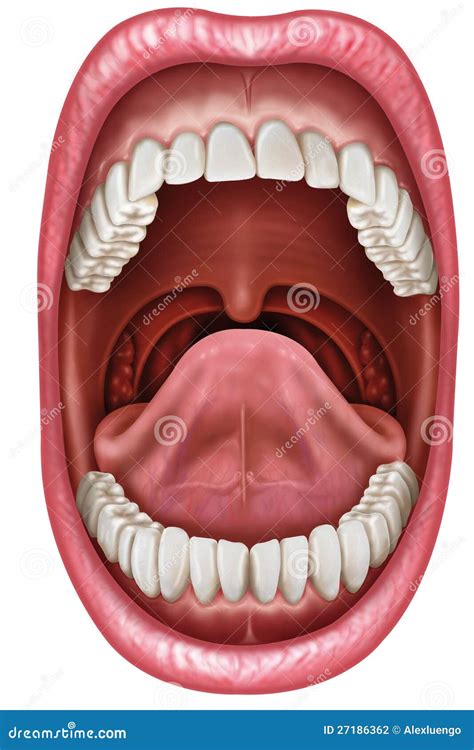Anatomy Human Open Mouth Medical Diagram Stock Vector