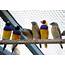 How To Breed Your Gouldian Finches  Biographypedia