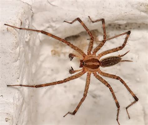 Grass Spiders Facts Identification And Pictures