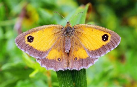 Meadow Brown Butterfly Meadow Brown Butterfly Flickr