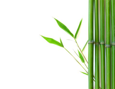 Bamboo Backgrounds Image Wallpaper Cave