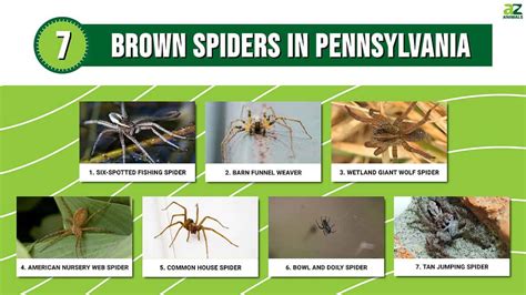 Discover 7 Brown Spiders In Pennsylvania A Z Animals