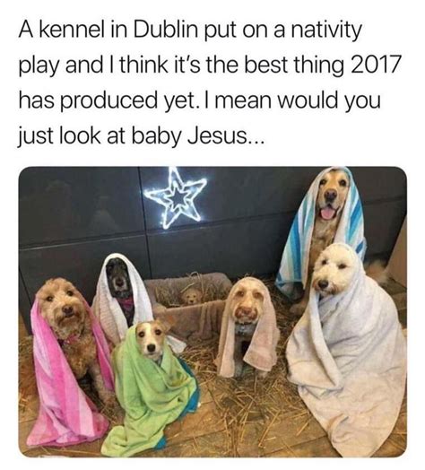 Internet Goes Wild Over Dog Nativity Scene With Images Christmas