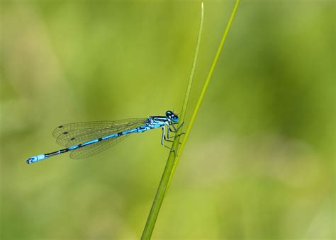 Dragonfly Or Damselfly Free Stock Photo Public Domain Pictures