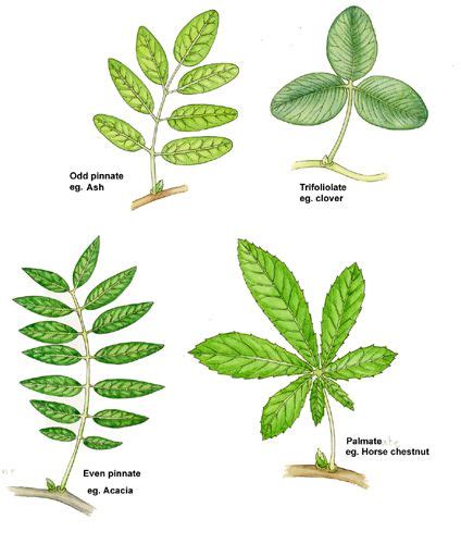 Botanical Illustration Of Variety Of Shape Of Compound Leaves