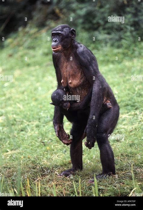 Bonobo Pygmy Chimpanzee Pan Paniscus Standing Upright With Pup