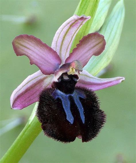 Ophrys Sipontensis Beautiful Orchids Exotic Orchids Rare Orchids