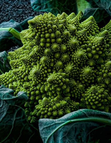 Romanesco Broccoli Fibonacci Sequence Fibonacci