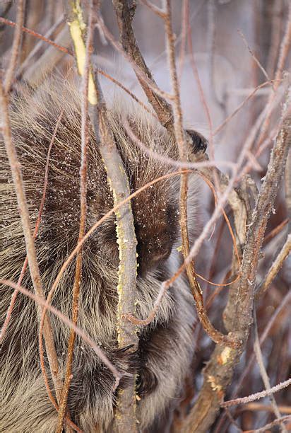 Porcupine Canada Stock Photos Pictures And Royalty Free Images Istock