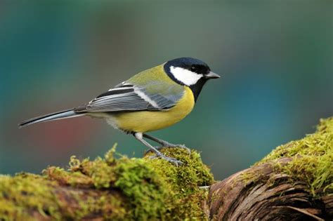 Monogamous Birds More Promiscuous Than Previously Thought