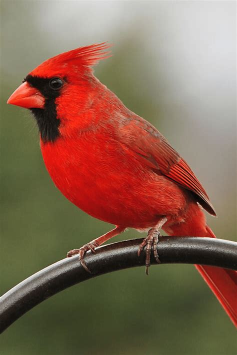 Red Cardinal Bird Wallpapers Top Free Red Cardinal Bird Backgrounds