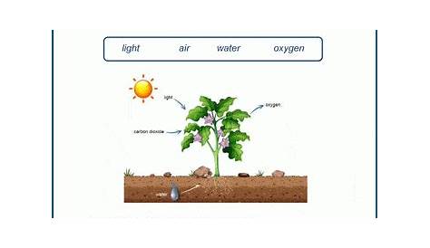 photosynthesis animations student worksheets