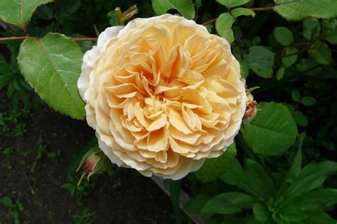 Photo Of The Bloom Of English Shrub Rose Rosa Crown Princess