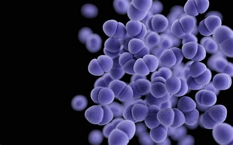 Enterococcus Faecalis Sintomas E Tratamento