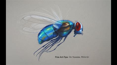 How To Draw A Fly With Color Pencils The Worlds Handsomest Fly Youtube
