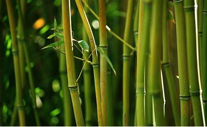 Bamboo Wallpapers Background