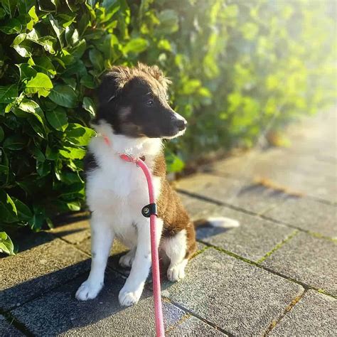Border Collie Australian Shepherd Mix Guide To Owning A Border Aussie
