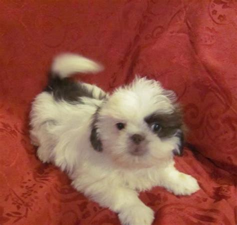 It's important to resist your dog's innate it's recommended to get your shih tzu used to having their mouth, ears, and paws handled as a puppy and rewarding them for grooming sessions. Shih Tzu Male Puppies, Ckc Registrations for Sale in ...