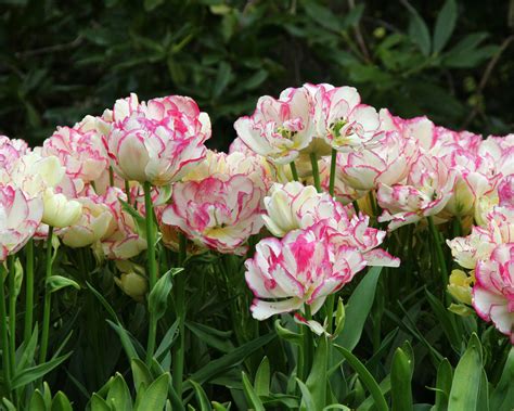 Tulip Belicia Bulbs Buy Online At Farmer Gracy Uk