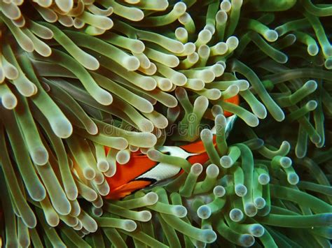 Nemo Fishes With Sea Anemone Under The Sea Stock Photo Image Of
