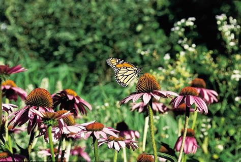 1366x768 Wallpaper Monarch Butterfly Peakpx