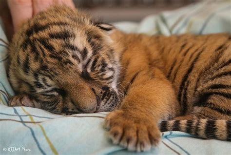 Kids love animals and are very interested in learning animals names. Three's Company: Baby Tigers in the Zoo's Nursery ...
