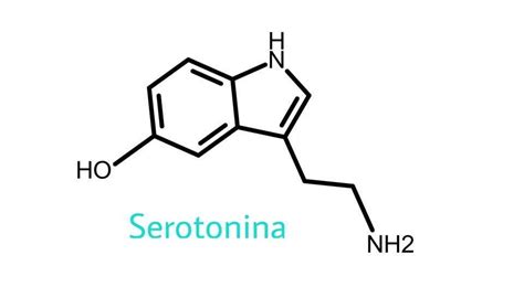 Qué Es La Serotonina Niveles Y Alimentos Que La Contienen Consejo Al Día