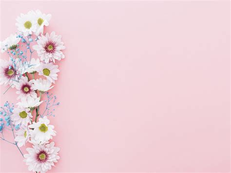 Flowers of Pink Backgrounds | Flowers, Pink Templates ...