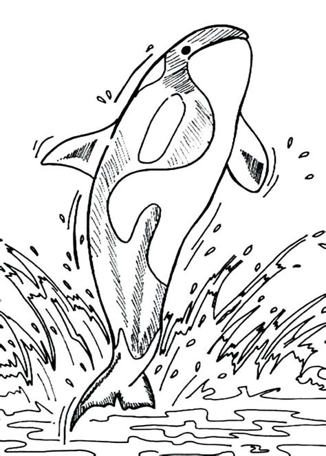 You can use our amazing online tool to color and edit the following whale coloring pages for adults. Whale Coloring Pages For Adults at GetColorings.com | Free ...