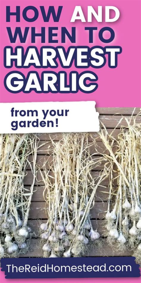 2021 edition of minnesota garlic festival will be held at mcleod county fairgrounds, hutchinson the growers are offering no less than 50 varieties of garlic for seed and. How and When to Harvest Garlic in 2020 | When to harvest ...
