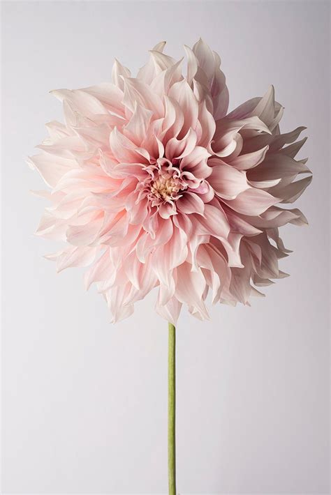 Flower Photography Floral Still Life Photography Pink Dahlia Cafe