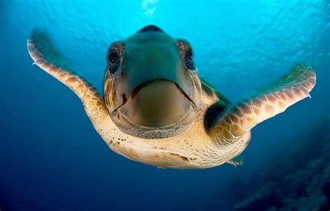 Sea Turtles And Reptiles Oceana