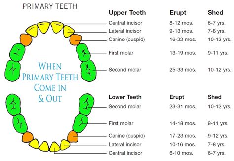 When Do Kids Start Losing Teeth Teeth Chart