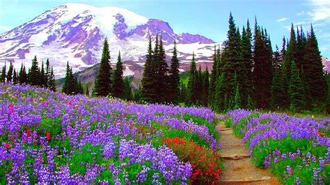 Forest Spring Mountains Green Flowers Path Wildflower Springtime In