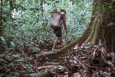 After A 40 Year Struggle Indigenous Guardians Of Indonesian Forest
