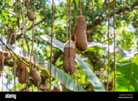 Sausage Tree Kigelia Africana Fruit Closeup Florida Usa Stock