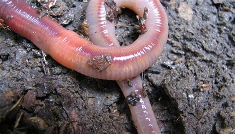 How To Raise Nightcrawler Worms Gone Outdoors Your Adventure Awaits