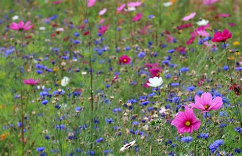 Planting Wildflowers For The Environment Environment Blog