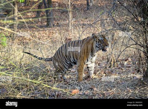Bengal Tiger Panthera Tigris Tigris Female Marking Her Territory