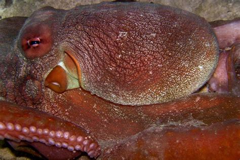 Top 10 Worlds Most Poisonous Octopuses Species And Photos
