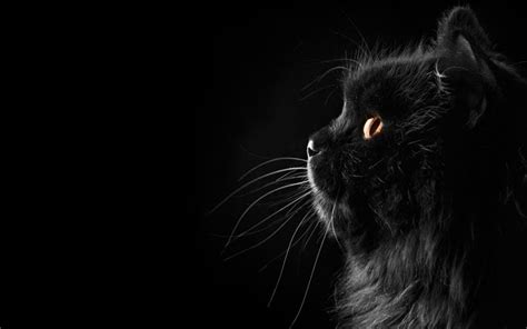 Download Wallpapers Persian Cat Black Cat Close Up Yellow Eyes