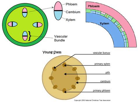 Xylem and phloem are known as complex tissues as they are made up of more than one type of cells. #15 Cell functions | Biology Notes for IGCSE 2014