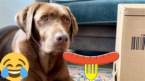 Dog Tries The Hot Dog Challenge Playing With Labrador Retriever Youtube