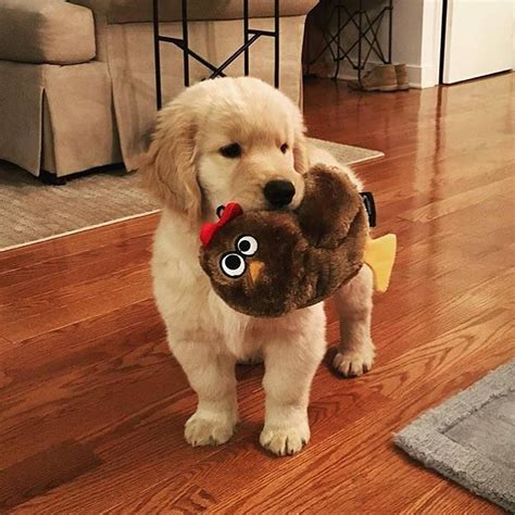 Geduldig wartet er, bis das baby auf ihn zu gekrabbelt kommt, um es dann mit einer rührenden geste zu belohnen. #goldenretriever | Süße baby tiere, Tierbabys