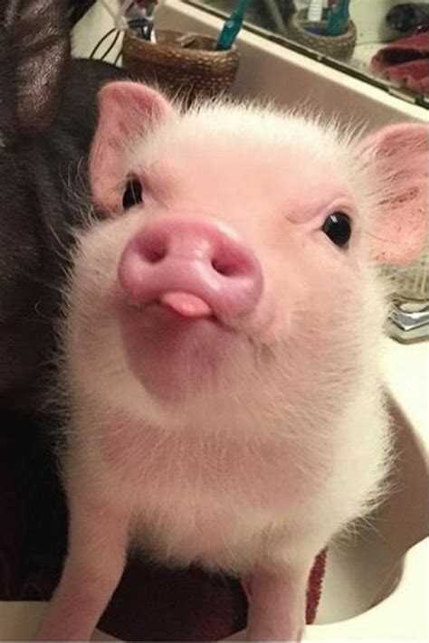 Pin By Sᴀʙʀɪɴᴀ ᴄʟᴇᴍᴇɴᴛ On Pets In 2020 Cute Baby Pigs Baby Animals